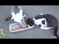 Seven kittens very hungry