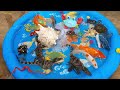 Collection of Vlog Rabbits Catching Sharks, Searching for Rabbits Under the Duck Pond, Turtles,