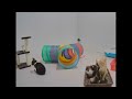When Cats Are So Silly 🐈 Funny Animal Moments 2024 😍😹