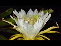 Dragon flower hand pollination | ড্রাগন ফুলের পরিচর্যা |how to grow dragon fruit |#dragonflower