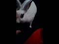 petting bunny