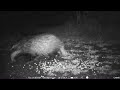 Male badger eating peanuts in the paddock