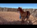 FIVE FOALS GET SOME TIME IN THE ROUND PEN #quarterhorses