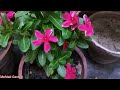 How To Care Vinca Sada bahar At Home || Vinca Sada bahar July Care Tips || Vinca Monsoon Care Tips