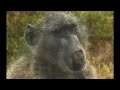 BABOONS GROOMING IN THE CAPE PENINSULA - SIMON'S TOWN AREA