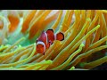 Ocean 8K ULTRA HD - Beautiful And Colorful Sea Creatures In The Heart Of The Ocean