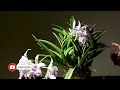 হলিডেতে থাকাকালীন আপনার অর্কিডের যত্ন  // Caring for Your Orchids While You're Away