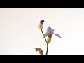 Iris flower opening and dying time lapse