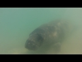 Manatees at Jupiter beach dog park