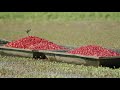 Cranberry Farming Start to Finish | Jacob Searls Cranberry Co. | Luke Parmeter Productions