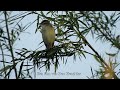 Het geluid van  de Grote Karekiet / Great Reed Warbler / Drosselrohrsänger.