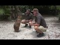 Female capybara comes to Florida zoo as part of a breeding program to boost population