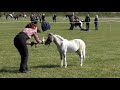 UKPH Spring Classic Show - Miniature Horses