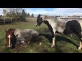 Slaughter Rescue Pony's 2 Month Transformation