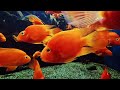 The Best Real Aquarium Screensaver Relaxing Music I - 63 Aquarium Korea 불면증도움