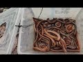 Roundaboud | Millipedes on trees | Video Millipede | Hunting lots big #insects #animal #pets