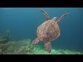 Ocean 4K - Rare & Colorful Sea Life Video - Peaceful Relaxing Music - 4K Video Ultra HD #9