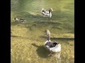 Mill pond geese 2022 part 2 lots of diving