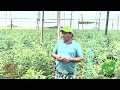 La vida campesina y el cultivo de tomate en socotá boyacá.