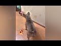 🐶 Funniest Cats 😂🐶 Best Funny Animal Videos 2024 🤣❤️