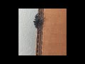 Daring jumping spider is Very Cute