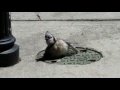 Blue Jay Tries to Take a Bath