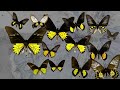 Wings Of Desire: Asia's Illicit Butterfly Trade | Undercover Asia