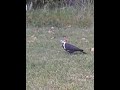 Woody the pileated Woodpecker,