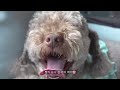 [cafe vlog] staff run away🥲 | 🌸cherry blossom ice cream👼 | pink ice cream~~ | walk around with dog