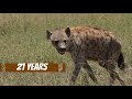 African Painted Dogs vs Hyenas: How to Distinguish Them???