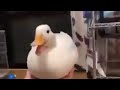 Innocent little duck sings a song