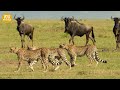 15 Most Brutal Moments Leopards Defeat Huge Pythons | Animal Fight