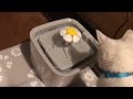 Veken Pet Fountain Set Up & Review