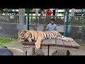 Tiger Park_Thailand