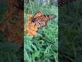 close up monarch butterfly (Danaus plexippus) feeding on milkweed