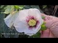 Hellebores, Blooms of Winter