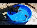 Lucy's First Pool
