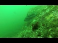 spearfishing oregon coast