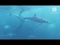 🔥DOLPHINS🐬DELFINES🐬#damatv #enjoy #entertainment #relax #sound