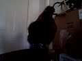 Silkie rooster singing