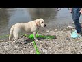 大型犬も一緒に乗船可！浄土ヶ浜青の洞窟ツアー行ってきました。岩手県宮古市