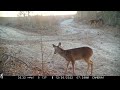 Small deer at feeders in winter