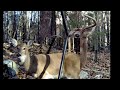 Arkansas Deer Cam Jan 2014