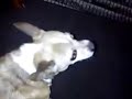 Crazy Chihuahua Part 2
