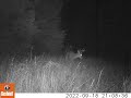 2022 09 18 0908PM 1  buck eating apple