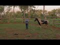 I Can’t Catch This WILD Horse! | Taming a WILD Horse [EP1]