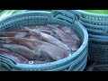 How to Japanese Trawl Nets for Caught Red Shrimp and Squid - Catching Squid hundreds of tons at sea