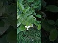 Beautiful flower on our Lemon tree  #lemon #tree #garden #gardening #viral #viralvideo