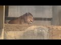 No81 イトとパーチェの柵越タイム　閉園前の円山動物園ライオンの様子　イトとパーチェの物語　#円山動物園 #lion