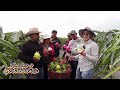 Ya tenemos AGUA EN EL CERRO para regar el cultivo | 100 frutos por planta